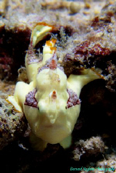 Hello Baby! by Bernard Maglana 